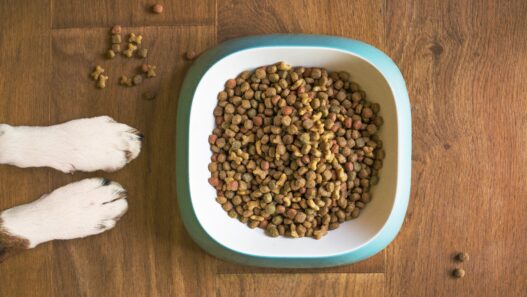 For pet parents, nothing matters more than the health, comfort, and happiness of their furry companions. From daily nutrition to preventive care, every choice plays a role in ensuring pets live long, joyful lives. That’s where PetCareClub steps in offering a complete, reliable, and affordable solution for all your pet care needs in one place.