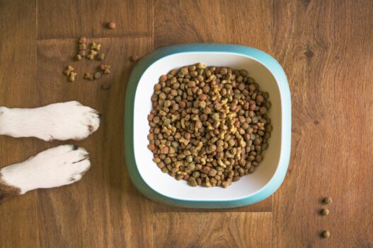 For pet parents, nothing matters more than the health, comfort, and happiness of their furry companions. From daily nutrition to preventive care, every choice plays a role in ensuring pets live long, joyful lives. That’s where PetCareClub steps in offering a complete, reliable, and affordable solution for all your pet care needs in one place.
