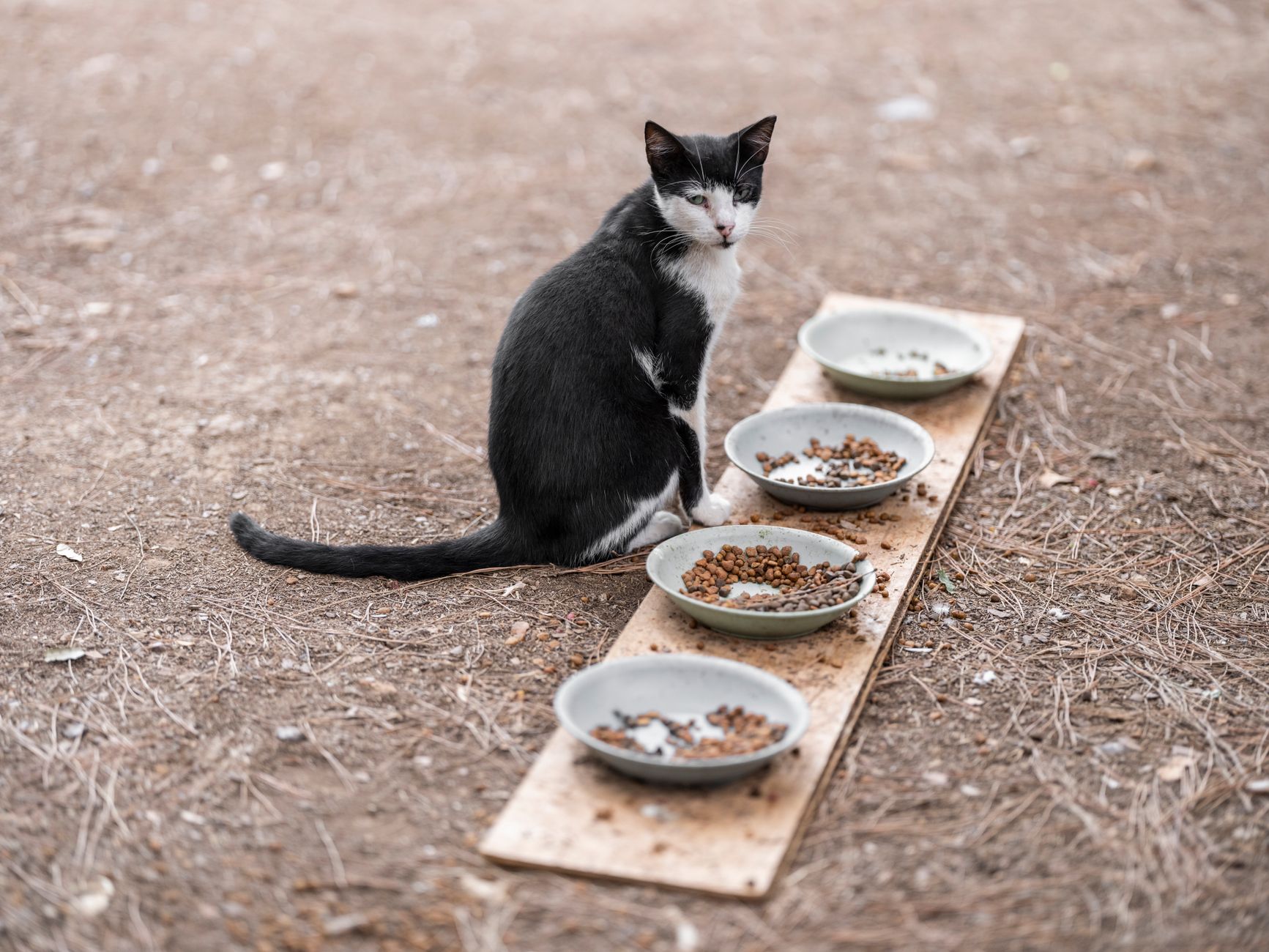 Gatto bianco e nero seduto accanto a ciotole allineate piene di crocchette su un cartone