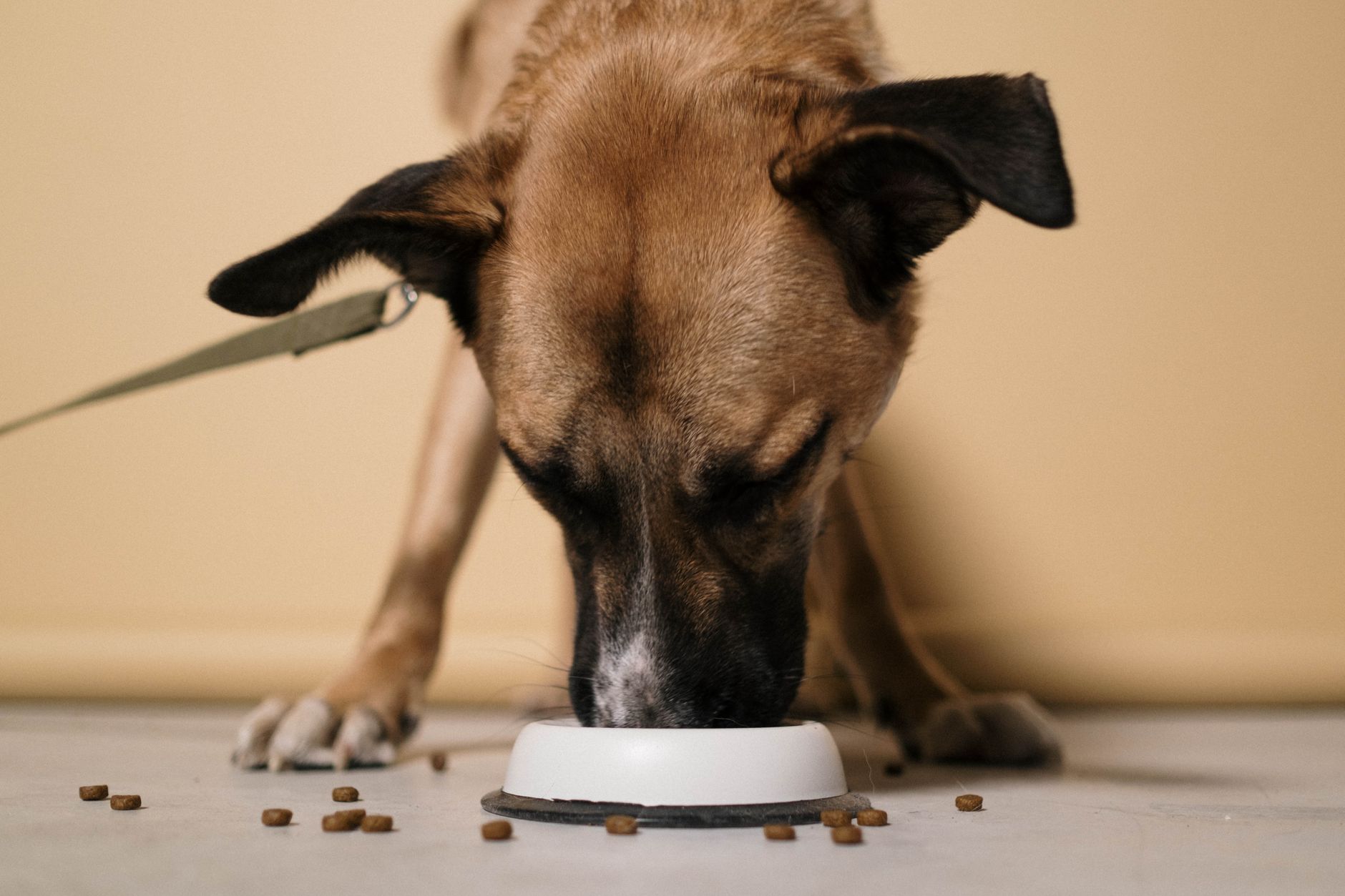 Cane marrone e nero che mangia da una ciotola bianca con crocchette sparse sul pavimento